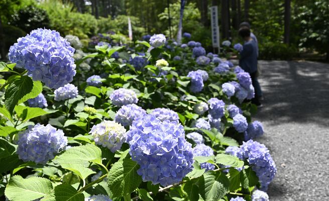 見頃を迎えた芳賀天満宮のアジサイ