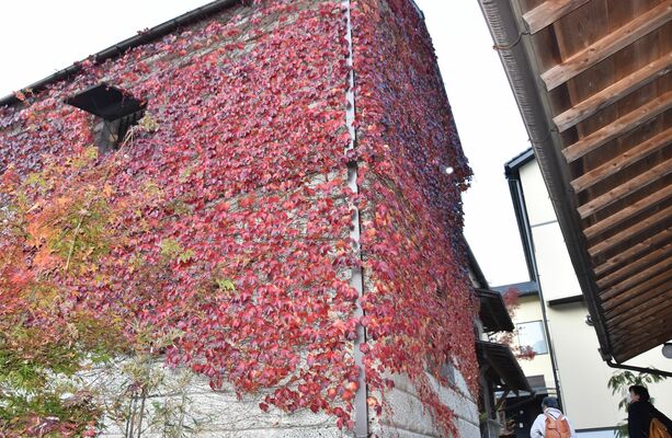 石蔵を彩るツタの紅葉