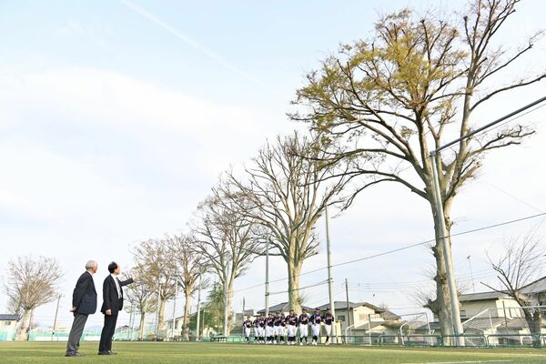 真岡高の敷地に植えられているケヤキ