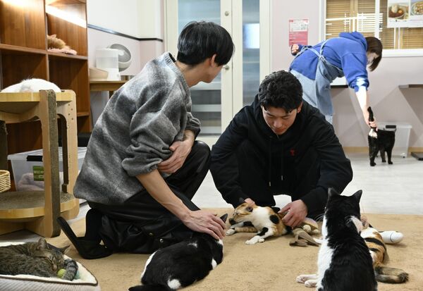保護猫カフェ「ねこのいちご屋さん」の店内