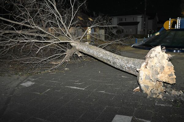 強風で倒れたとみられる西部中央公園の樹木＝11日午後６時、佐野市大橋町