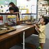 今夏も大田原に世界のカブト・クワガタ大集合　夏休みに合わせ人気の特別展　間近で見て、触って