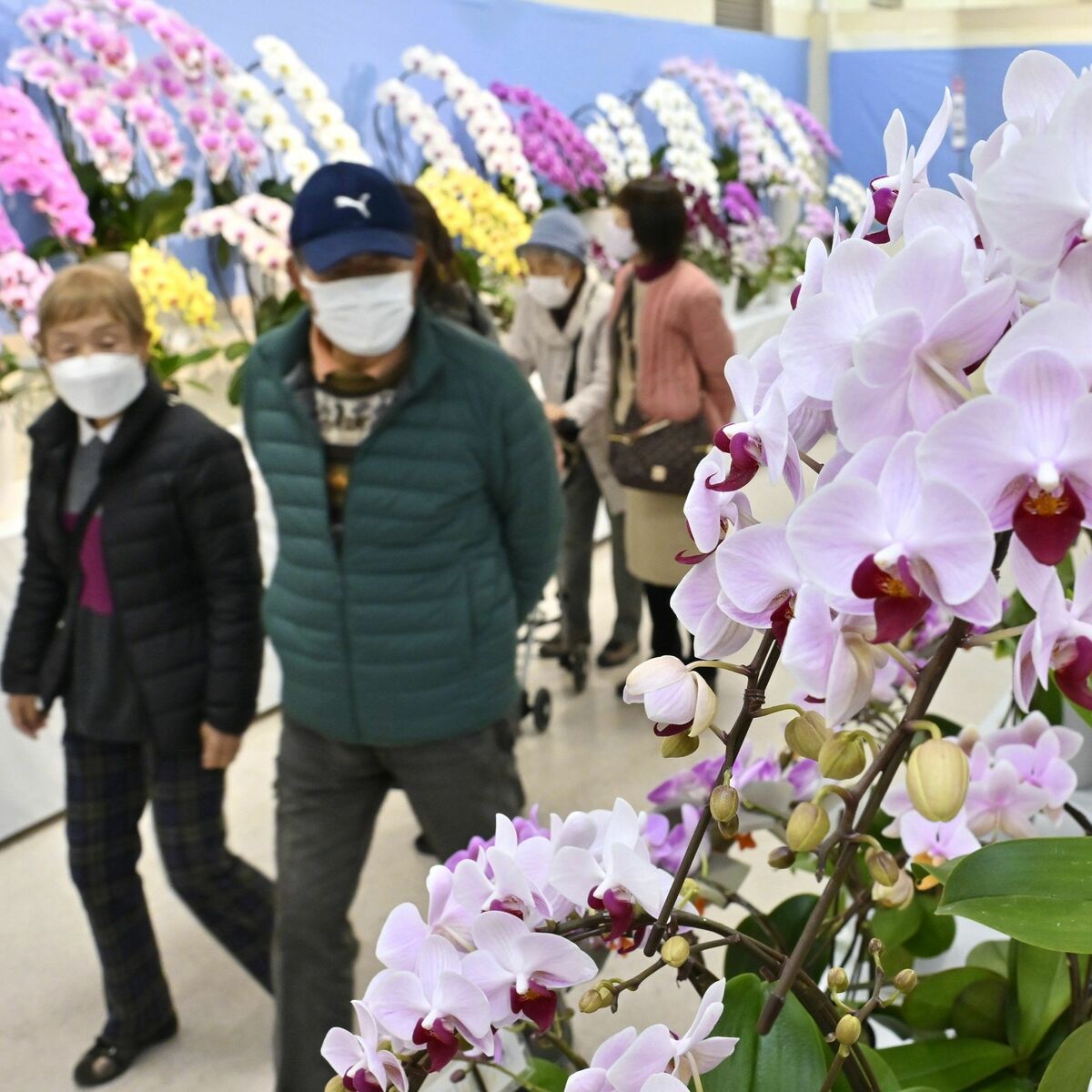 春めく会場、香り高く FKD宇都宮店でとちぎ蘭展 500品種の鉢植え1