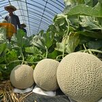 メロン丸々　真岡で収穫本格化【動画】