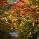 鹿沼・大芦渓谷で紅葉見頃　山あいの清流、色鮮やかに