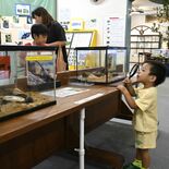 今夏も大田原に世界のカブト・クワガタ大集合　夏休みに合わせ人気の特別展…