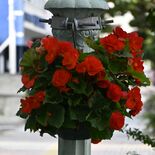 宇都宮の街なかに赤い花　19日開催のビッグイベントを前に