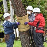 境内の木々が冬支度　日光山輪王寺で「こも巻き」
