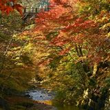 鹿沼・大芦渓谷で紅葉見頃　山あいの清流、色鮮やかに