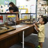 今夏も大田原に世界のカブト・クワガタ大集合　夏休みに合わせ人気の特別展　間近で見て、触って