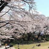 桜の名所で音楽会　ダンスやライブ、清水孝宏さんも登場　30、31日に大田原の龍城公園