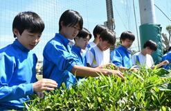 国本中 生け垣で茶摘み