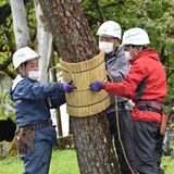 境内の木々が冬支度　日光山輪王寺で「こも巻き」