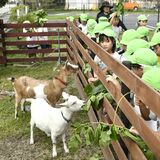 「メェメェ」「小メェメェ」すくすく　さくら・ふれあい保育園の園児らヤギ育てる