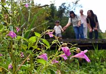 野木でワタラセツリフネソウ見頃