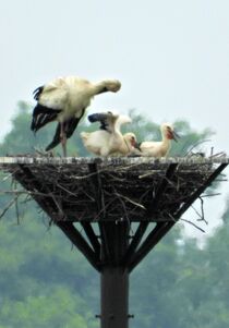 コウノトリのひな、順調に成長　小山・渡良瀬遊水地