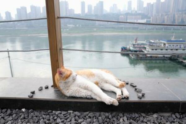 　保護猫が主役の「テーマパーク」でくつろぐ猫。奥は長江＝３月、中国重慶市（共同）