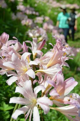 見頃を迎えた花の山のピンクのリコリス
