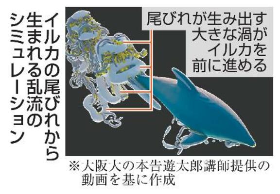 イルカの尾びれから生まれる乱流のシミュレーション