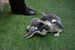 15日から一般公開されるジェンツーペンギンのひな２羽