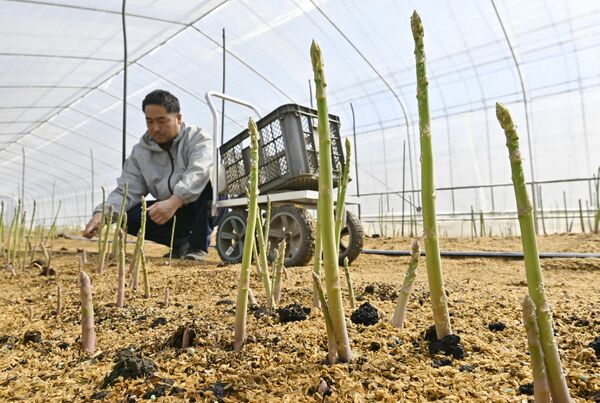 収穫期を迎えたみずみずしいアスパラガス＝28日午後１時５分、上三川町磯岡