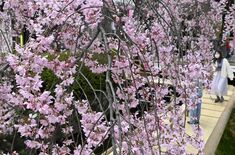 宇都宮・釜川沿いで「桜まつり」　小路歩きながらシダレザクラ満喫を