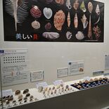知ってるかい？身近な貝　色、模様、形さまざま…　地元や世界の５５８点紹…