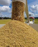 コメ需要最大３８万トン増