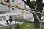 宇都宮で桜開花　平年より１日遅く　県内６地点で25度超える夏日