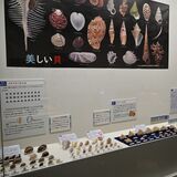 知ってるかい？身近な貝　色、模様、形さまざま…　地元や世界の558点紹介　芳賀町総合情報館で移動博物館