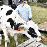 ただいま、大きくなったよ！　乳用牛21頭を収牧　大田原･大野放牧場　