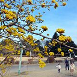 ミツバチ誘う芳香　壬生でサンシュユ見頃【動画】