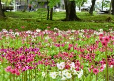 奥日光でクリンソウ見頃
