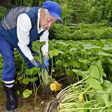 清流で育む旬の味　日光でワサビ収穫本格化　「ツンとした辛み楽しんで」と園主