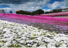 芝ざくら写真 根芝さん最優秀