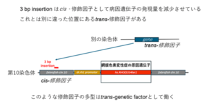 遺伝病の重症さを決める遺伝因子の存在を解明