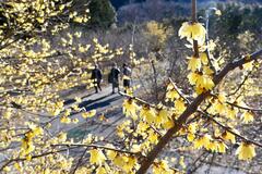 山あいに甘い香り