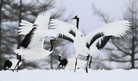 メガソーラー阻止に寄付８千万円