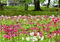 奥日光でクリンソウ見頃