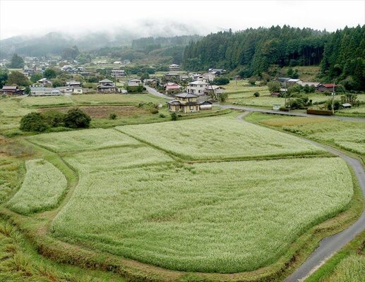 里山にじゅうたんのように広がるソバの花＝４日午後２時40分、日光市長畑、ドローンから