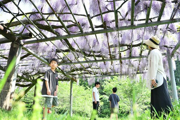 見頃を迎えた「臥竜のフジ」