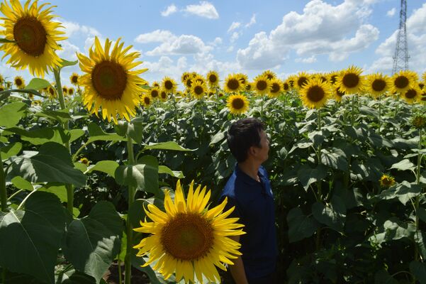 約７万本のヒマワリで作られた「ひまわり迷路」