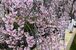 小路から桜を楽しめる「かまがわ川床桜まつり」