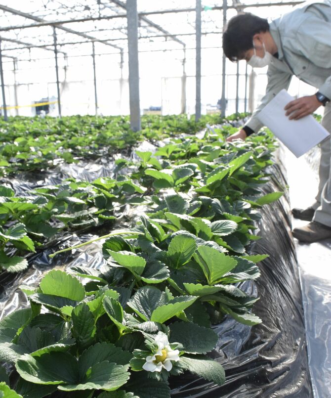 新品種開発のため種から育てた苗の生育状況を調べる研究員。1千㌶を超える敷地では、品種開発のほか、栽培技術を研究するハウスも並ぶ=11月18日午前、栃木市大塚町の県農業試験場いちご研究所