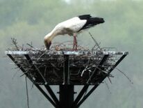 小山のコウノトリ、ひなは３羽を確認　定着へ、環境整備に本腰