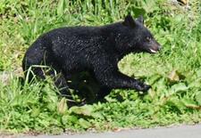 クマ出没、最多秋田は１日３７件