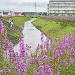 立秋の川辺、紅紫色の「ミソハギ」涼やかに　大田原で満開