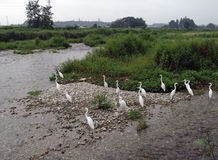 住宅街に大量のサギが営巣　大田原