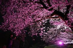 グルメやジャズ生演奏