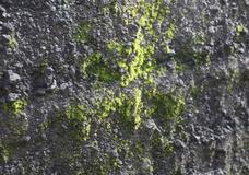 西之島で植物生育を確認